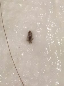 actual photo of head lice from my mobile phone